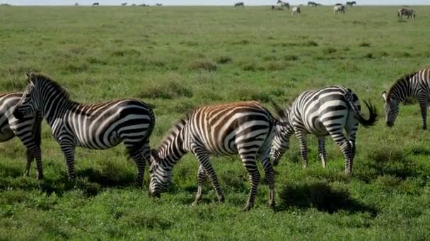 Kudde van wilde Zebra's grazen op een groene weide in de Afrikaanse Rift Plain — Stockvideo