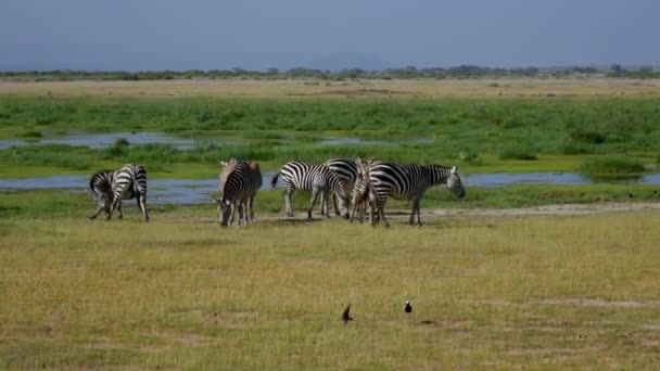 Зебры пасутся на зеленом лугу в дико-африканской рифтовой равнине рядом с прудом — стоковое видео