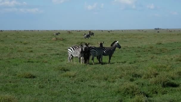 Зебры пасутся на зеленом пастбище в дикой природе Африканской рифтовой долины — стоковое видео