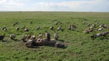 Akbaba Sürüsü Afrika Rift Vadisi'nde Öldürülen Zebranın Leşinden Et Yedi