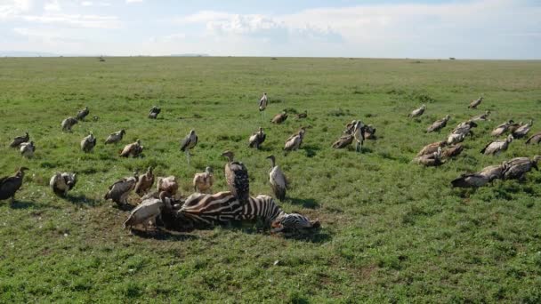 Flock a keselyűk esznek húst a hasított a megölt Zebra az afrikai Rift-völgyi — Stock videók