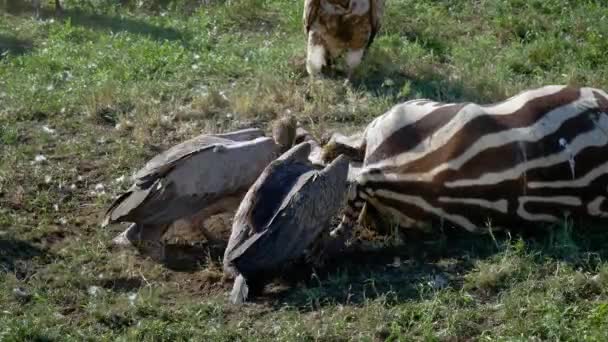 Close Up Vultures Eat Meat From Carcass Of Dead Zebra In African Savanna — Stock Video