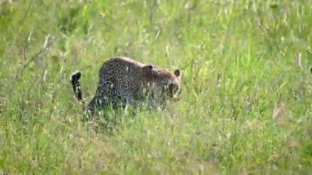 Leopardo salvaje caminando y escondiéndose en la hierba alta de la sabana africana — Vídeo de stock