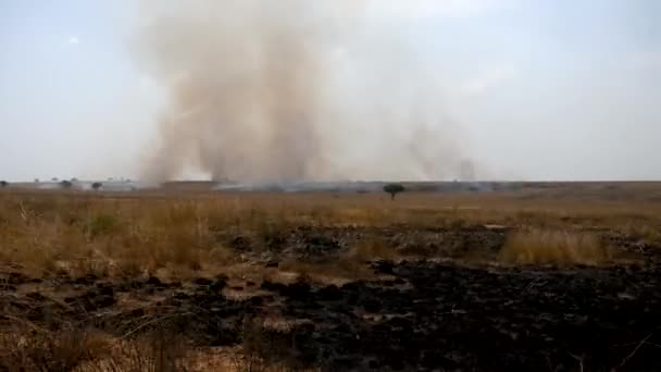 Verbrennendes Gras in der wilden afrikanischen Savanne in der Trockenzeit — Stockvideo