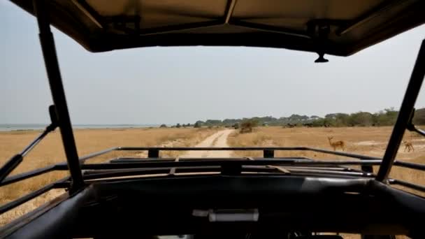 アフリカのサバンナ野生動物の道路上を走行するサファリカーからの眺め — ストック動画