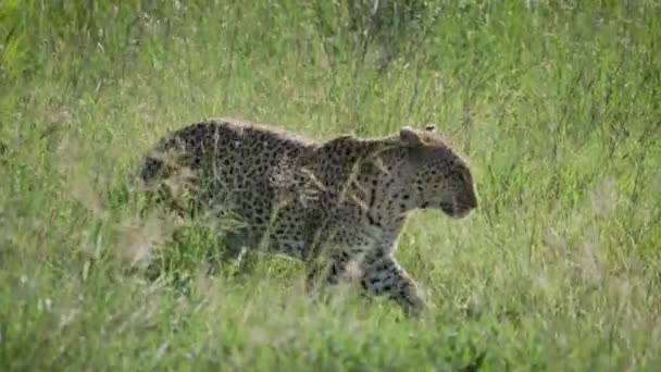 Luipaard sluipt en verbergt gebogen terug hoog gras van Wildlife Afrikaanse Savannah — Stockvideo