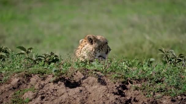 Africano selvagem chita furando sua cabeça para fora de se esconder na savana — Vídeo de Stock