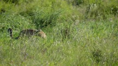 Yüksek ot savanasında vahşi Afrika leoparı