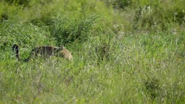 Wild African Leopard In High Grass Savannah — Stock Video