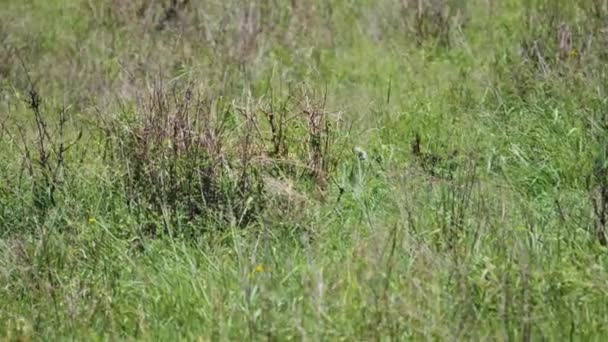 Afrikanischer Leopard versteckt sich vor Beute im hohen Gras der Savanne — Stockvideo