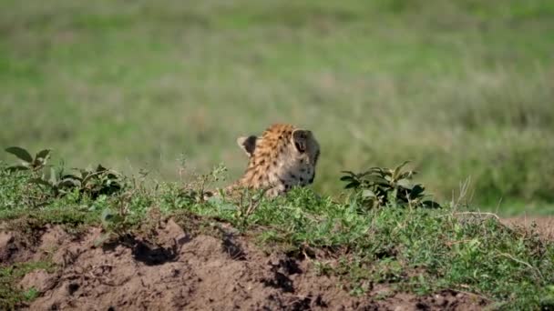 Chef för Cheetah ser runt från skydd på kullen i Afrika Plain — Stockvideo