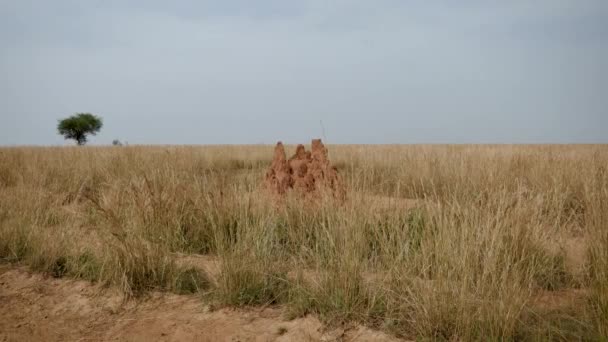 Alto termitario en salvaje africana sabana — Vídeo de stock