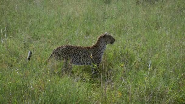 Leopardo annusa profumo prima caccia è in savana di africano fauna selvatica — Video Stock