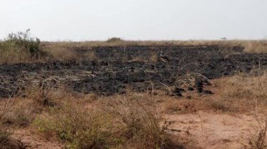 Savannah Yaban Hayatı Kuru Mevsiminde Afrika Ovaları Yanık Çim