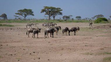 Afrika'da Dusty Çiğnenmiş Mera Üzerinde Antilop Antilop lar ve Zebralar Sürüsü
