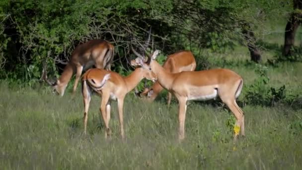 คู่ของ Impala Antelopes ใกล้พุ่มไม้บนทุ่งหญ้าสีเขียวในแอฟริกา — วีดีโอสต็อก