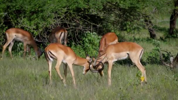 สองชาย Impala Antelope ต่อสู้กันและกันสําหรับคู่ระหว่าง Rut ในแอฟริกา — วีดีโอสต็อก