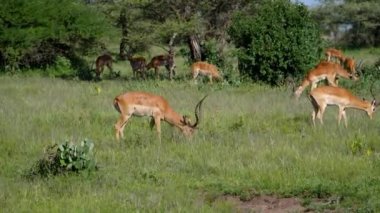 Afrika Yaban Hayatı Koruma Alanında Impala Antilop sürüsünün otlatılması