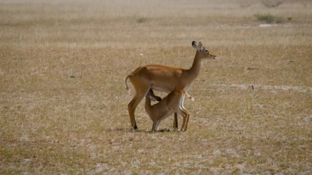 Ženská Impala antilopa krmí mléko pro její dětské tele v africké Savanně — Stock video