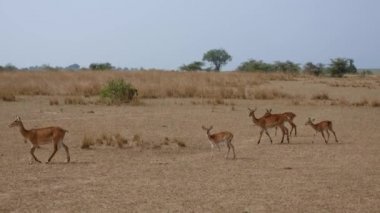 Impala Antilop Grubu Afrika'nın Kuru Savannah yılında Toddlers Buzağılar ile Kadın