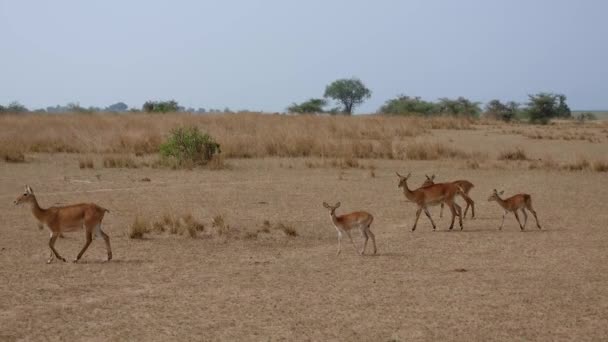 Impala Antilop Grubu Afrika'nın Kuru Savannah yılında Toddlers Buzağılar ile Kadın — Stok video