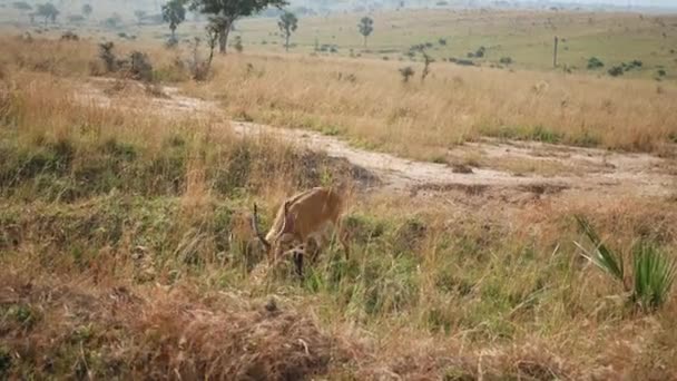 Impala antilop bete i Savannah med högt gräs blir rädd och rinner iväg — Stockvideo