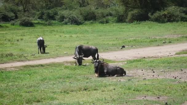 Wildebeesten en antilopen grazen op groen gazon van stoffige weg — Stockvideo