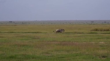 Antilop Afrika Yaban Hayatı'nda Mera Üzerinde Hızlı Koşu