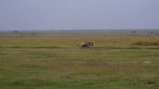 WILDEBEEST loopt snel op weide in Afrikaanse dieren in het wild — Stockvideo