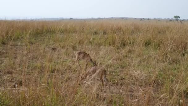 Dvärg Antelope Dik Dik bete i tall gult gräs av Afrikansk savann — Stockvideo