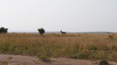 Yüksek Kurutulmuş Çim ile Afrika Savana kuru sezonda Yabani Antiloplar Graze