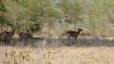 Antiloplar Waterbuck Ağaçların Gölgesinde Sıcak Bir Günde Dinleniyor