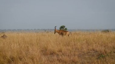 Hartebeest Veya İnek Antilop Vahşi Afrika Savannah Üzerinde Yürüyüş