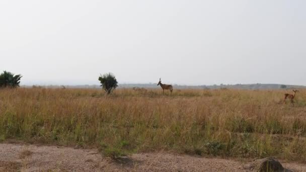 Wild Antelopes betar i torr period i Afrikansk savann med högt torkat gräs — Stockvideo