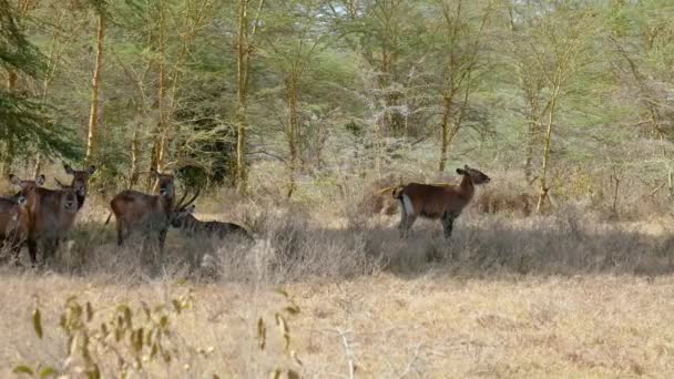 Antelopes Waterbuck vilar på en varm dag i skuggan av träd — Stockvideo