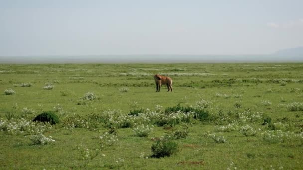 Hyena sur un pâturage vert en Afrique — Video