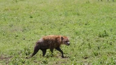 Sırtlan Grinning Dişler Afrika'da Savannah Goes On