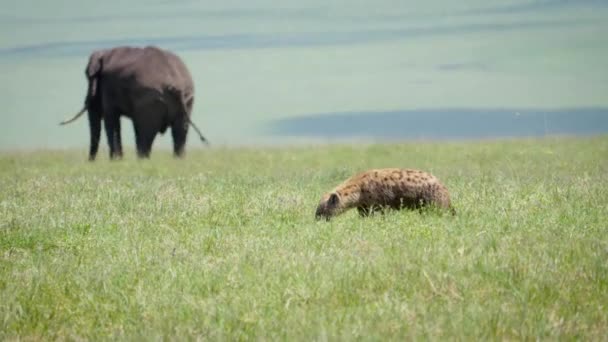 Mal Hyena andando em pastagens na planície africana de Ngorongoro Reserva — Vídeo de Stock