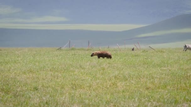 Ύαινα πηγαίνει σε βοσκότοπο σε αφρικανικές πεδιάδες της περιοχής διατήρησης Ngorongoro — Αρχείο Βίντεο