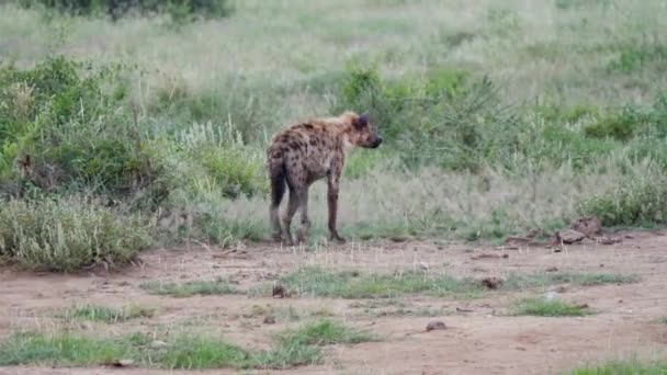 Hiena caminando sobre la sabana entre los arbustos en África salvaje — Vídeos de Stock