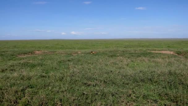 Chacal atrapado presa y lo sostiene en sus dientes en África verde llanura — Vídeos de Stock