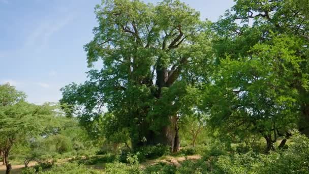 Baobab drzewo w Afryce sawanny wśród thickets — Wideo stockowe