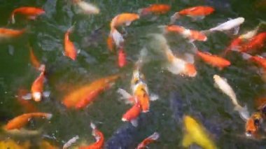 Japon Balığı Havuzda Yüzer