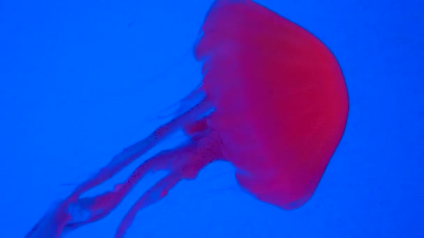 Medusas iluminadas en naranja roja flota con gracia sobre fondo azul — Vídeo de stock