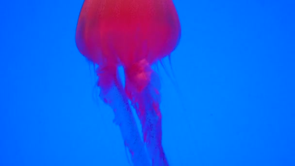 Medusas iluminadas en naranja roja flota con gracia sobre fondo azul — Vídeo de stock