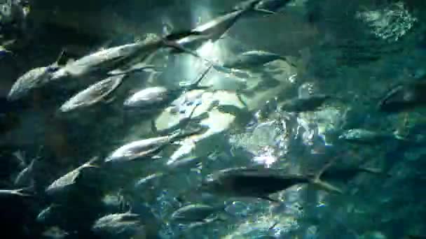 Kudde tonijn vissen snel zwemmen onder water in aquarium — Stockvideo