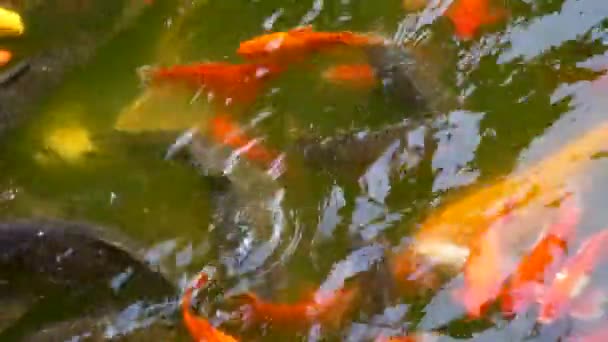 Кои или золотая рыбка плавает в пруду релаксации — стоковое видео