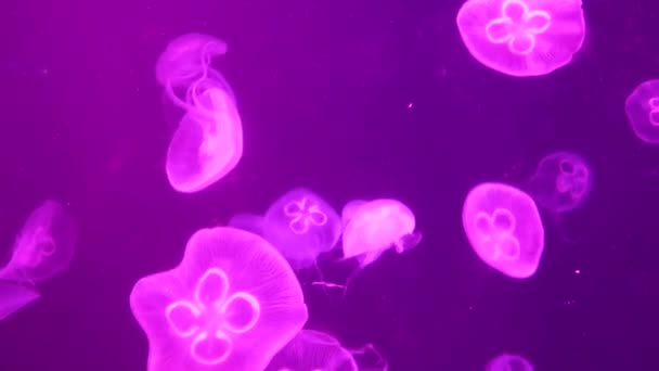 Viele Quallen beleuchtet in rosa Farbe schwimmen auf rotem Hintergrund — Stockvideo