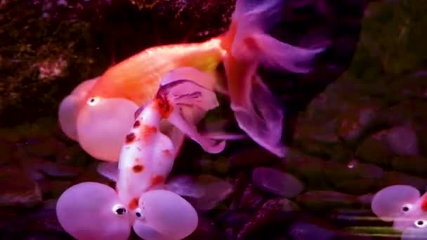 Пузырь летит или глаза воды в аквариуме — стоковое видео