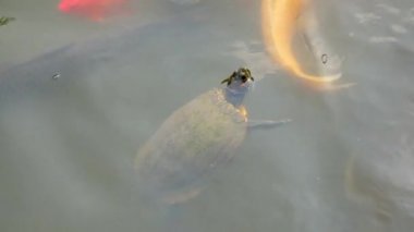 Kırmızı Kulaklı Kaplumbağa Süs Japon Balığı Ve Sazan Arasında Yüzer